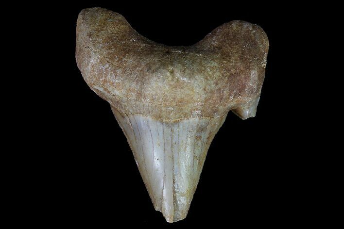 Otodus Shark Tooth Fossil - Eocene #67175